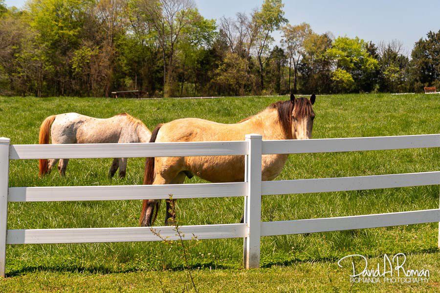 Spring on the farm